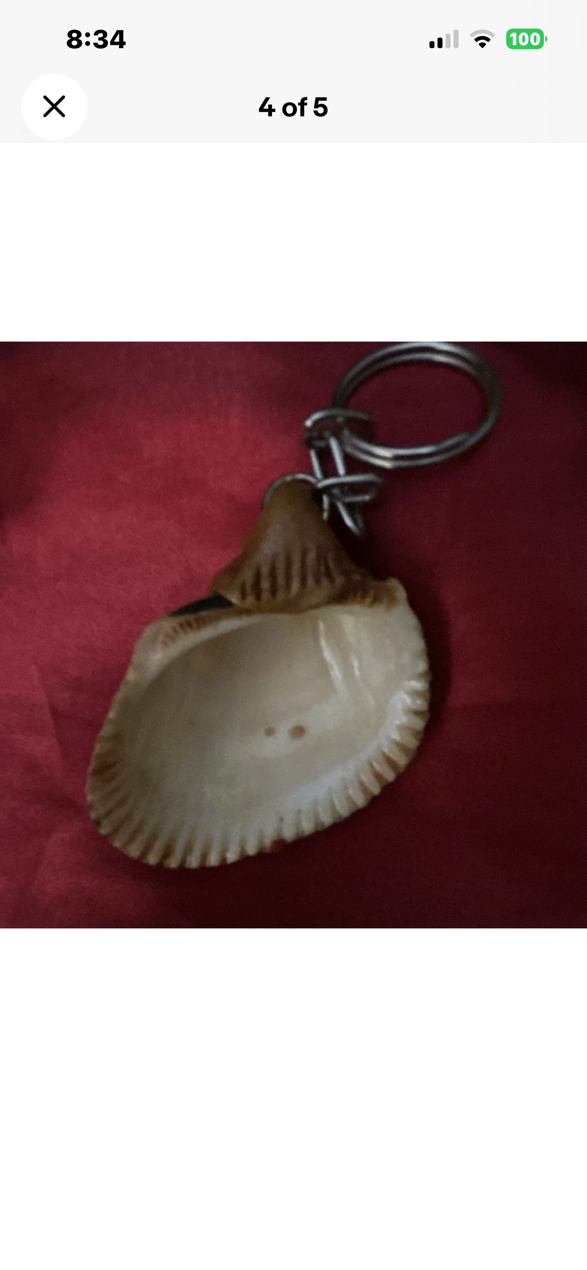 Seashell Keychain Keyring, Plastic Animal Theme, Brown/Red/Green, Modern